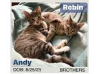 Adopt Robin & Andy a Domestic Short Hair, Tabby