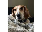 Adopt Sonny a English Coonhound