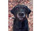 Adopt Rufus a Black Labrador Retriever, Poodle