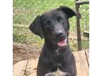 Adopt Niko a Black Labrador Retriever, Mixed Breed