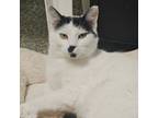 Adopt Pistachio a Domestic Short Hair