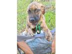 Adopt Camper-Foster Needed a Mountain Cur