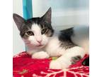 Adopt Arnold a Domestic Short Hair