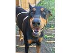 Adopt Apollo a Doberman Pinscher