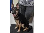 Adopt Blair a German Shepherd Dog