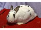 Adopt Inquisitive a Bunny Rabbit