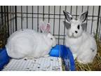 Adopt Against a Bunny Rabbit