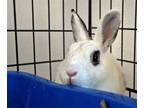 Adopt Roger-That! a Bunny Rabbit