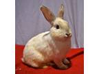 Adopt Silly a Bunny Rabbit