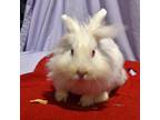 Adopt Toot! a Bunny Rabbit