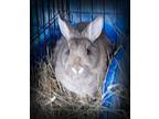 Adopt Funny a Bunny Rabbit