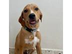 Adopt Justo a Redbone Coonhound, Terrier