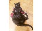 Adopt Big Teddy #minipanther a Egyptian Mau, Domestic Short Hair