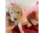 Goldendoodle Puppy for sale in Concordia, KS, USA