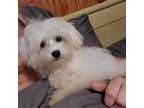Maltese Puppy for sale in Bonifay, FL, USA