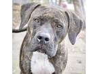 Adopt LEXIE LOU a Brindle Bullmastiff / Mixed dog in Pt. Richmond, CA (37057646)