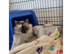 Adopt Elphaba a White (Mostly) Siamese / Mixed cat in Clarksdale, MS (37049288)