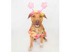 Adopt JESSICA a Brown/Chocolate - with White Pit Bull Terrier / Vizsla / Mixed