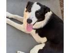 Adopt Stevie a Black - with White Border Collie / Mixed dog in Carlisle