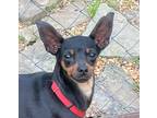 Adopt Ms. Minnie Penny a Black - with Tan, Yellow or Fawn Miniature Pinscher /