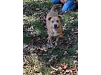 Adopt Lani a Tan/Yellow/Fawn Terrier (Unknown Type, Medium) / Mixed dog in