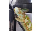 Adopt Mr Grabby Hands a Lizard reptile, amphibian, and/or fish in Vista