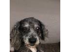 Adopt Ivan a Black Poodle (Miniature) / Mixed dog in Pt orange, FL (37047841)