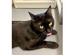 Adopt Jasper a All Black Domestic Shorthair (short coat) cat in Winter Haven