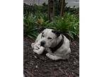 Adopt Mikey a White American Pit Bull Terrier / Labrador Retriever / Mixed dog