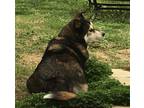Adopt Nakita a Tricolor (Tan/Brown & Black & White) Husky / Mixed dog in Leeds