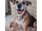 Adopt Lorelei a Black - with Tan, Yellow or Fawn German Shepherd Dog / Mixed dog