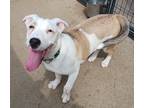 Adopt Sophie a White - with Brown or Chocolate Labrador Retriever / Mixed dog in