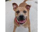 Adopt Zoe a Brown/Chocolate - with Black Black Mouth Cur / Mixed dog in New