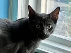 Adopt Skrunchy a All Black Domestic Shorthair (short coat) cat in Topeka