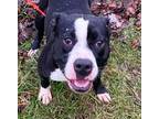Adopt Luca a Black - with White Boxer / Terrier (Unknown Type