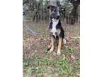 Adopt Masha a Tricolor (Tan/Brown & Black & White) German Shepherd Dog / Border