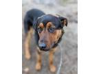 Adopt Apollo a Black Dachshund / Mixed dog in Selma, CA (37056994)