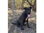Adopt Gabe a Black - with White Australian Cattle Dog / Mixed dog in Freehold