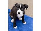 Adopt Hawaiian Island litter a Black Pit Bull Terrier / Mixed dog in Detroit