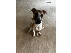 Adopt Poblano (Pigeon) a Beagle / Whippet / Mixed dog in Mobile, AL (37157357)