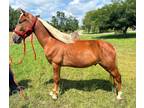  [url removed] SORREL REGISTERED TWH GELDING