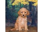 Goldendoodle Puppy for sale in Grabill, IN, USA