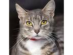 Swan, Domestic Shorthair For Adoption In North Boston, New York