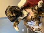 Lhasa Apso Puppies for Sale