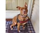 Adopt zzFay~Courtesy Post a Pit Bull Terrier