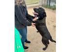 Adopt Holt a Black Labrador Retriever, Pit Bull Terrier