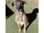 Adopt Laurel a Brown/Chocolate German Shepherd Dog / Mixed dog in San Antonio