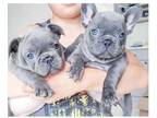 YKK 3 french bulldog puppies available