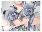 AQW 3 french bulldog puppies available