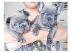 JCC 3 french bulldog puppies available
